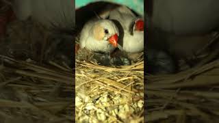 Zebra finch breeding  Zebra finch egg  shorts ytshorts finches finch zebrafinch birds cute [upl. by Hgielar]