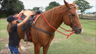 Aprenda a selar seu Cavalo com Wind e Júlia [upl. by Cesare]