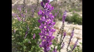 Lupinus arizonicus Arizona lupine [upl. by Tessler]