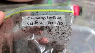 How to germinate Chamaerops Humilis var Cerifera palm seeds baggie method [upl. by Ramon]