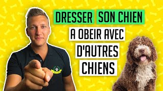 EDUCATION DU CHIOT  LE RAPPEL AVEC DAUTRES CHIENS [upl. by Petracca]