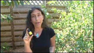 Aromatherapy Essential Oils Citrus Essential Oils at Aromahead Institute [upl. by Friedman]