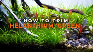 How to Trim Helanthium Tenellum Green  Hint Be Brutal [upl. by Lekcim937]