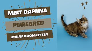 Purebred Maine Coon Kitten  Available for Adoption  Reputable Breeders Near You [upl. by Chase952]