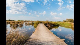 Places to see in  Arles  France  Camargue Nature Park [upl. by Fernas]