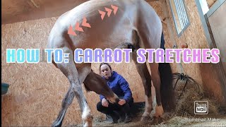 HOW TO Carrot stretches for horses [upl. by Reste57]