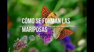 Cómo se forman las mariposas METAMORFOSIS DE LA MARIPOSA [upl. by Hsima]