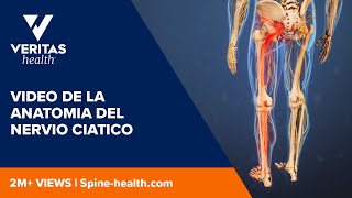 Video de la anatomia del nervio ciatico [upl. by Alilahk]