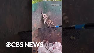 Fisherman rescues raccoons stuck inside dumpster shorts [upl. by Eiltan]