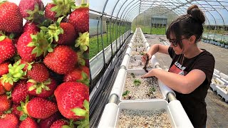 Hydroponic Strawberries  Off to a Good Start [upl. by Klein]