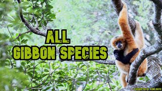 All Gibbon Species  Species List [upl. by Nahij974]