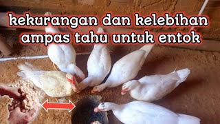 kekurangan dan kelebihan ampas tahu untuk entok [upl. by Kimmie88]