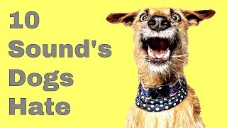 Top 10 Sounds Dogs Hate [upl. by Lyda]