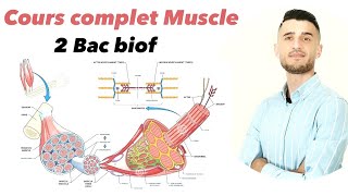 Cours complet Muscle 2 Bac [upl. by Landri850]