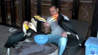 Hornbill Feeding [upl. by Jez]