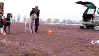 Coursing with Great Dane and Irish Wolfhound [upl. by Lalise159]