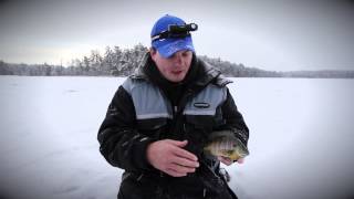 What are those black spots on panfish [upl. by Jason]