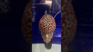 AAA GRADE COMPETITION WINNER SRD FLOWERHORN apt flowerhorn fish [upl. by Eekcaj]