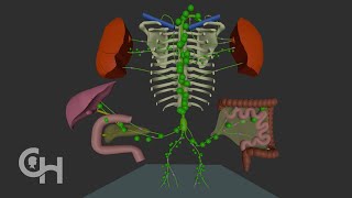 Normal Lymphatic Anatomy and Flow [upl. by Nerak]