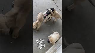 English Mastiff Puppies Loving and Learning with Your Big Best Friend [upl. by Eiramana607]