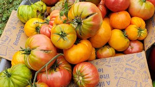 My favorite tomato varieties finale [upl. by Lesko]