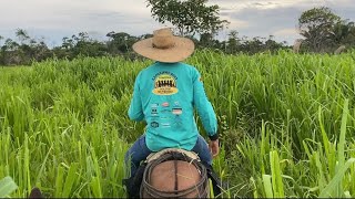 FAZENDA NO PARÁ PREÇO E SOBRE A REGIÃO [upl. by Lilyan609]