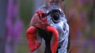 helmeted guineafowl [upl. by Lombardi795]