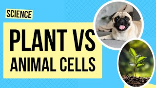 Comparing Plant and Animal Cells  Science Lesson [upl. by Damle576]