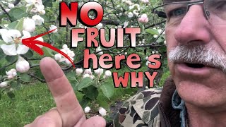 4 Reasons Why Your Fruit Tree is Not Producing Fruit [upl. by Ayhdnas437]