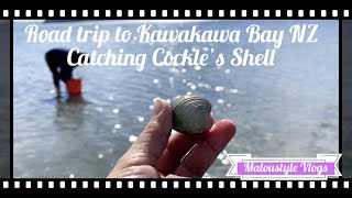 Picking Cockle’s Shell at Kawakawa Bay NZ [upl. by Fairman]