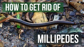 How to Get Rid of Millipedes 4 Easy Steps [upl. by Anelaj794]