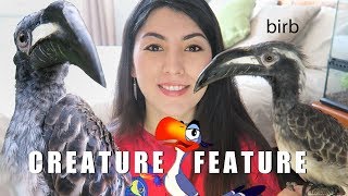 SO MAJESTIC  African Grey Hornbill  Creature Feature  NOT A PET [upl. by Dyrraj]