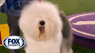 Connor the Old English Sheepdog wins the blue ribbon in the Herding Group  FOX SPORTS [upl. by Yniattirb]