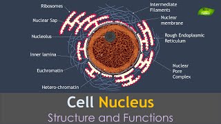 Nucleus  Structure and Function  Basic Science Series [upl. by Kacey]