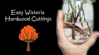 Easy Wisteria Hardwood Cuttings [upl. by Gorlin780]