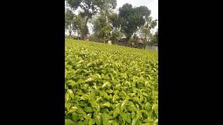 Tea tree video for farming nature [upl. by Rodi]