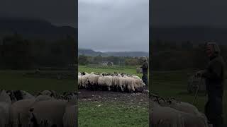 스코틀랜드 양치기 보더콜리 2 Working Sheepdogs In Kincraig Kingussie Scotland [upl. by Larok]