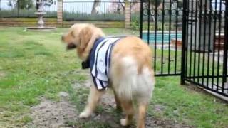 Ace The Golden Retriever in a Thundershirt Tunder Shirt Anxiety Body Wrap Dog [upl. by Aniretac]