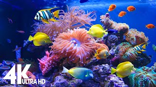 Aquarium 4k VIDEO ULTRA HD  Captivating Moments with Beautiful Coral Reef Fish  Relaxing music [upl. by Anafetse962]