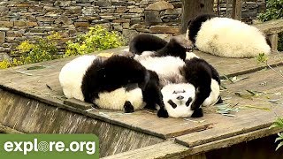 Baby Pandas Wrestle into a Panda Pile [upl. by Adiehsar]