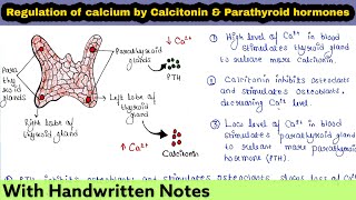 Calcitonin and Parathyroid hormone PTH  Regulation of Calcium ions in blood [upl. by Ydoj790]