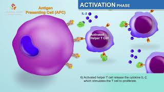 Introduction to Cancer Biology Part 1 Abnormal Signal Transduction [upl. by Thill]