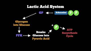 Anatomy  Lactic Acid Glycolytic System [upl. by Eerdna]