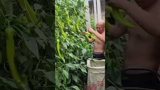 Harvesting Process for Super Spicy Green Peppers  Unique tools to boost efficiencyamp streamline work [upl. by Ellesij]