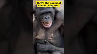 Bonobo Laughs [upl. by Amerigo]