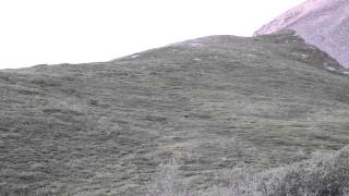 Grizzly Bear rolling down a hill at Denali National Park [upl. by Leschen]