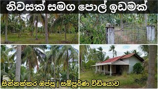 සම්පූර්ණ නිවසක් සමග පොල් ඉඩමක් විකිණීමට  House and coconut land sale in srilanka  idam lanka [upl. by Melac701]