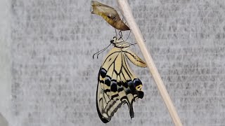 蛹の寄生虫除去04  Removal of parasitoid larvae from chrysalis04 [upl. by Fred523]