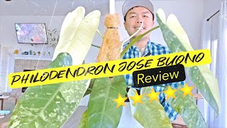 Philodendron Jose Buono Review [upl. by Robert388]