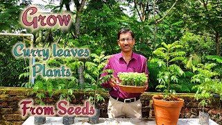 How to Grow Curry Plant by Seeds with all the updates [upl. by Ecinnahs]